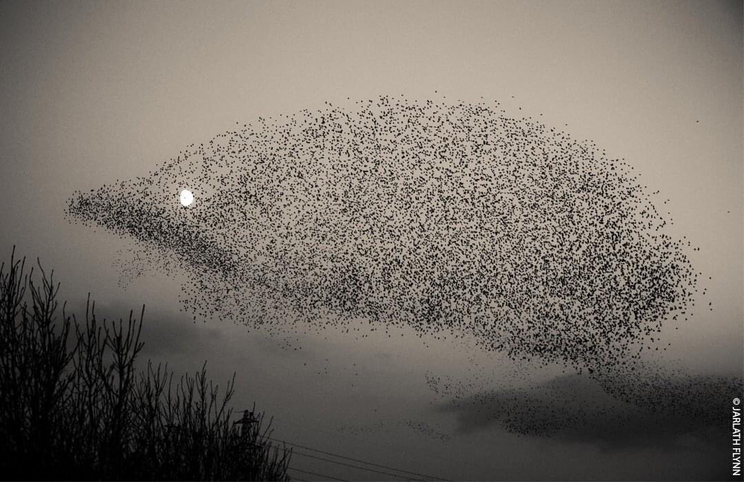 A hedgehog of starlings.