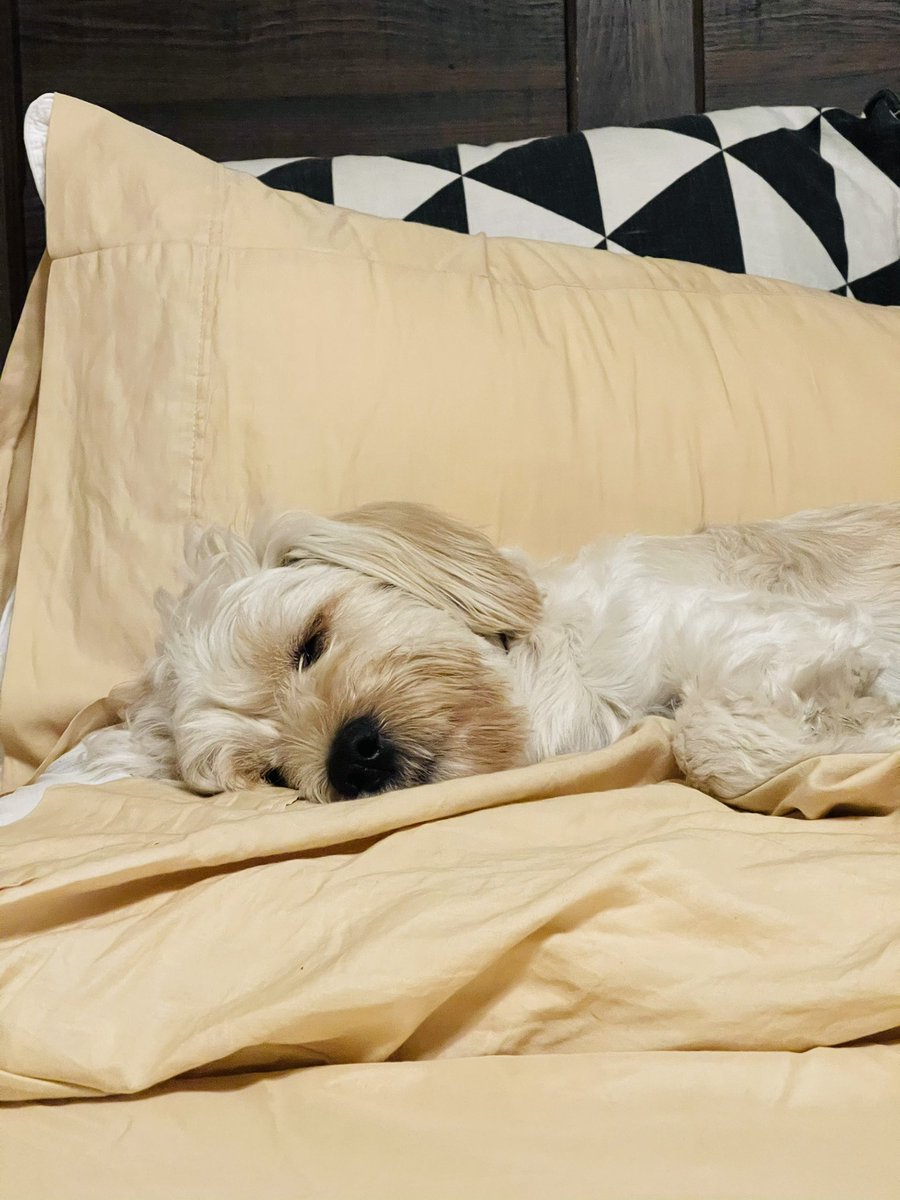 imsoraymond's tweet image. Sana all, pwede matulog. 🥺 #puyatproblems #parasaekonomiya