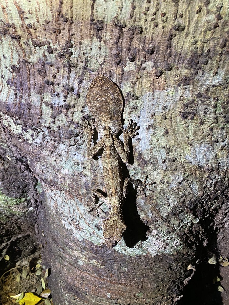 Fabulous leaftail gecko spotted on the JCU capstone third year subject!