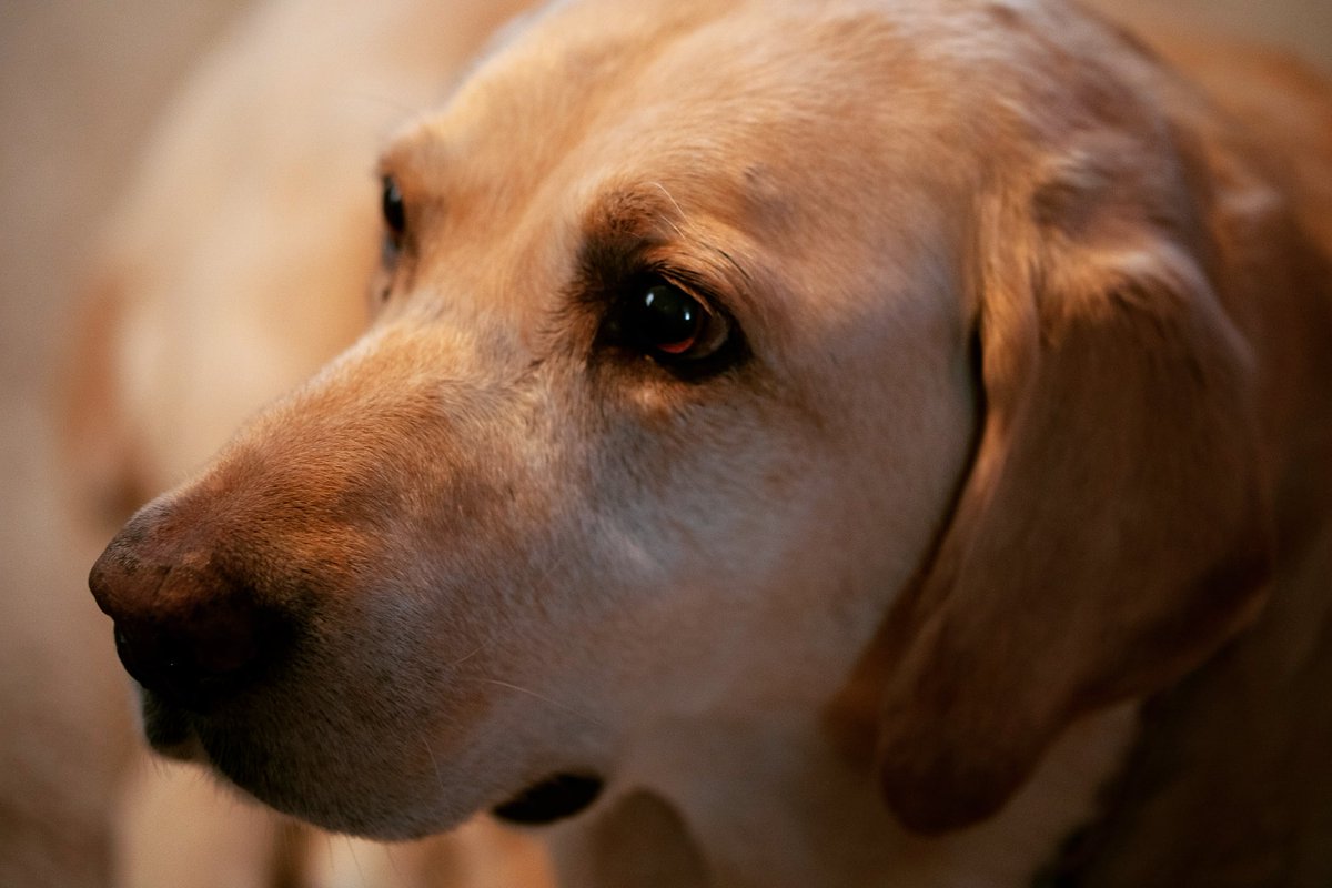 TreeHuggr70's tweet image. Marley decided he wanted an early breakfast @WayTooEarly @MSNBC #waytoearly