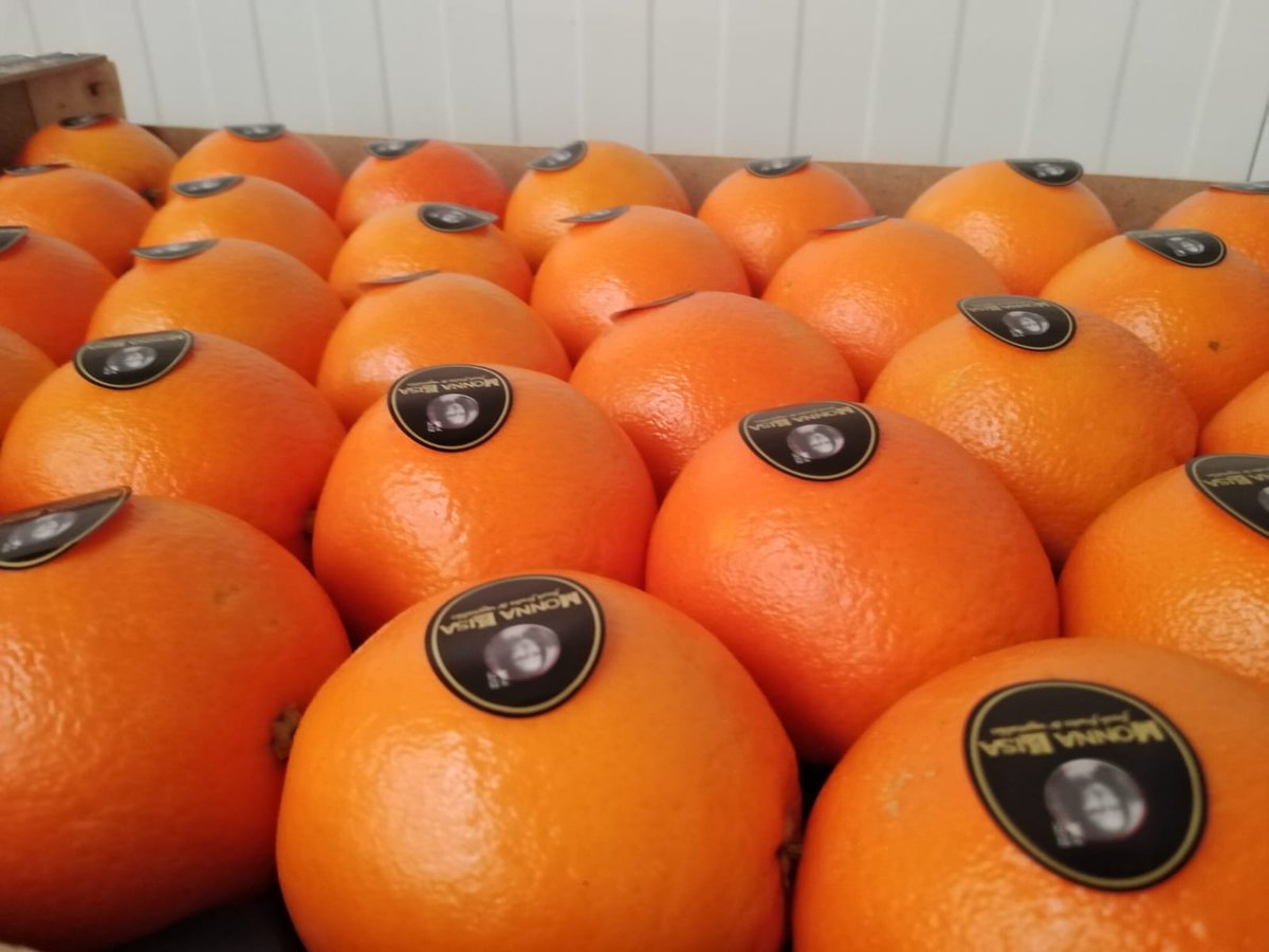 hispalco_es's tweet photo. Los cítricos como nuestras naranjas Monna Lisa son una gran fuente natural de Vitamina C que ayuda a reforzar las defensas.
Citrus like our Monna Lisa oranges are a big source of Vitamin C which helps protect our organism against viruses and bacteria. #oranges #naranjas https://t.co/9YdKzWRjE1