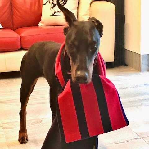 TurnerTies's tweet photo. Ready for my walk in the snow with my cosy #wool scarf from #Williamturner  @turnerties https://t.co/ZkvOrGjyqe