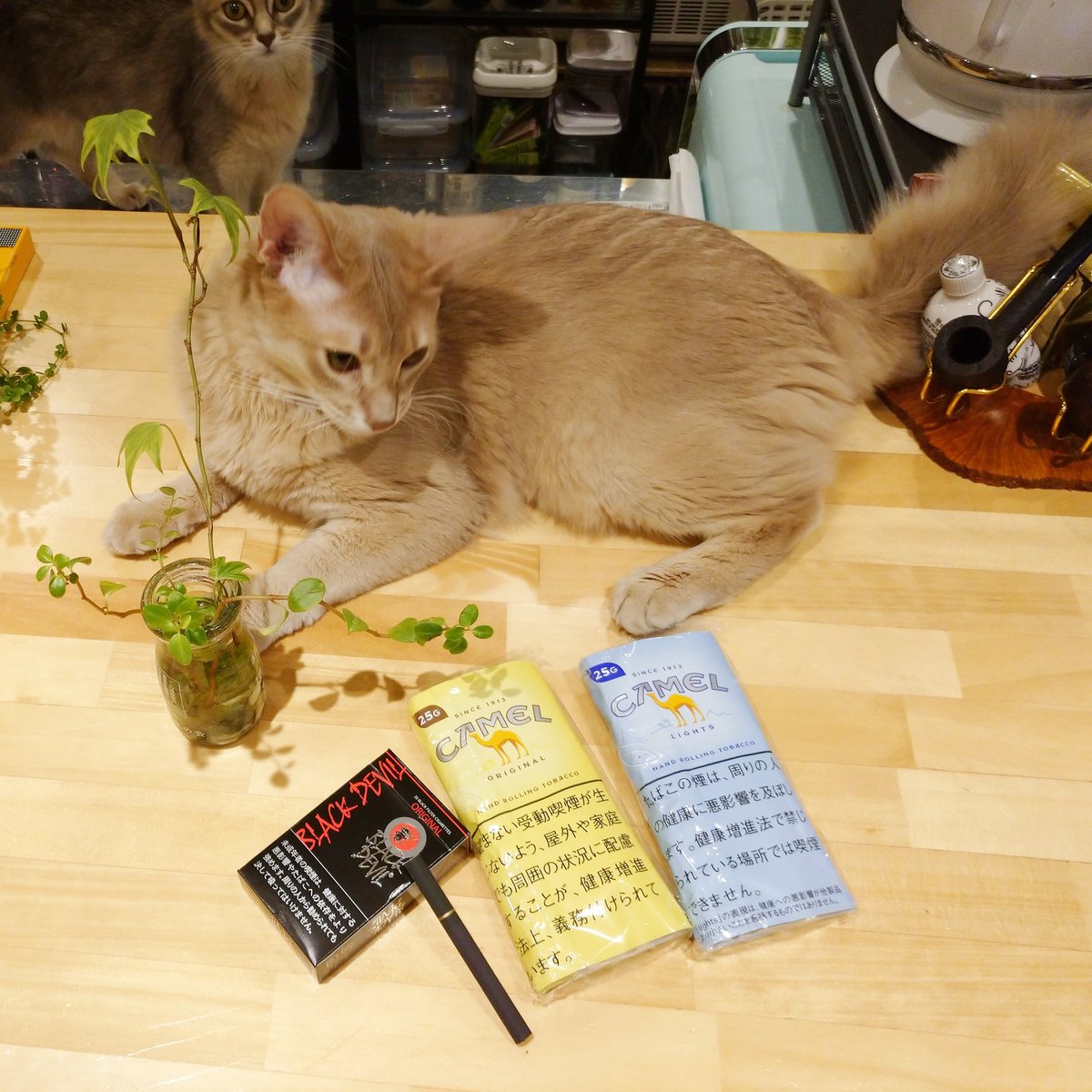 Greenvape_jp's tweet photo. .
キャメルの手巻きが新発売!
ブラックデビルもご要望により入荷!
.
.
.
.
.
.
#キャメル #camel #ブラックデビル
#blackdevil #cigarette #tabaccobar
#tobacco #handrolling #たばこ屋
#手巻きたばこ #海外タバコ #倉敷 https://t.co/qBWPtH1BX7