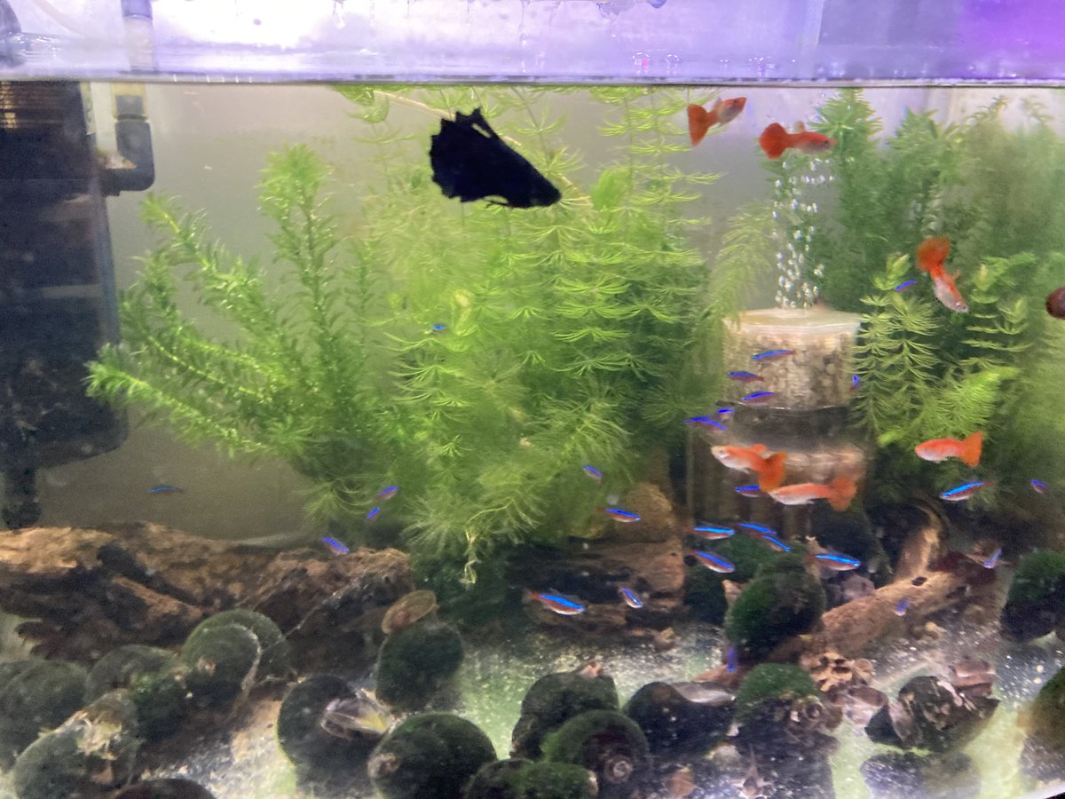 Dressunico ドレスウニコ 節電暖房と床暖房弱で室温が16度 小さい容器のベタが元気なくなってきたので ヒーター26度の大きい水槽に移してみた 巨大タニシ カージナルテトラ コリドラスパンダ グッピーの群れの中に慎重に投入 ベタ君 恐れていた