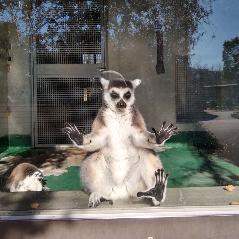 馴鹿 Jun Roku Twitter પર 我が黒き足裏を崇めよ と仰るのはワオキツネザル教の教祖様 名前分からず 足の裏面白いなー ずっと見ちゃう 一方 一見心配になりますが 暖かな日向でお昼寝中はアカゲザルのイソコさん42歳かな お元気そうで何より 京都市