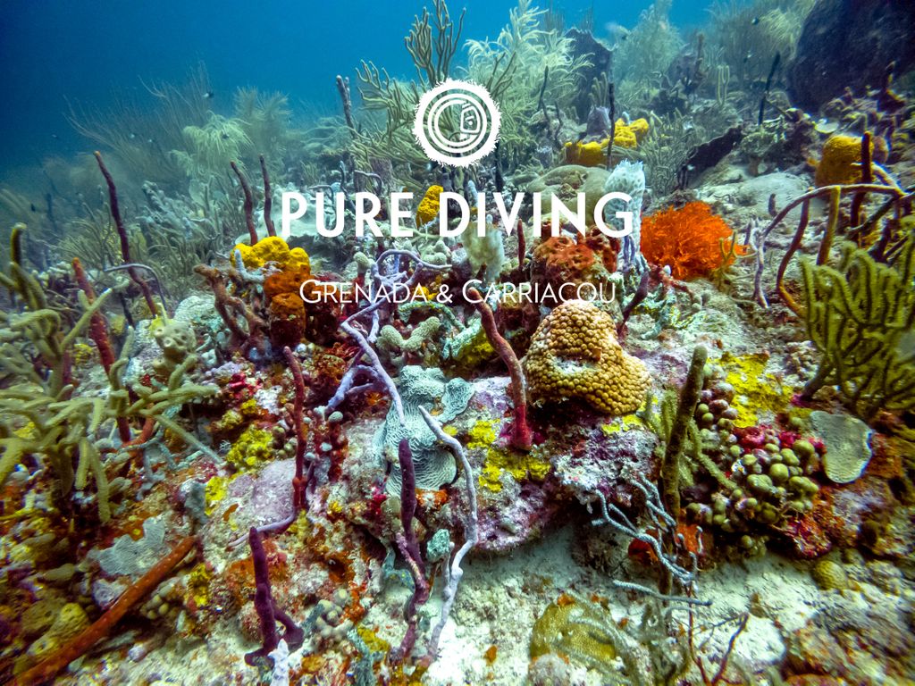 Vibrant #coral reefs, diverse #marinelife and a healthy ecosystem. #Grenada &amp; #Carriacou should be at the top of your #scubadiving #bucketlist. View our latest video about #coralreef health: facebook.com/grenadapurediv… #PureDiveFest #PureDiving #PureGrenada #ScubaDiving #ProjectAWARE