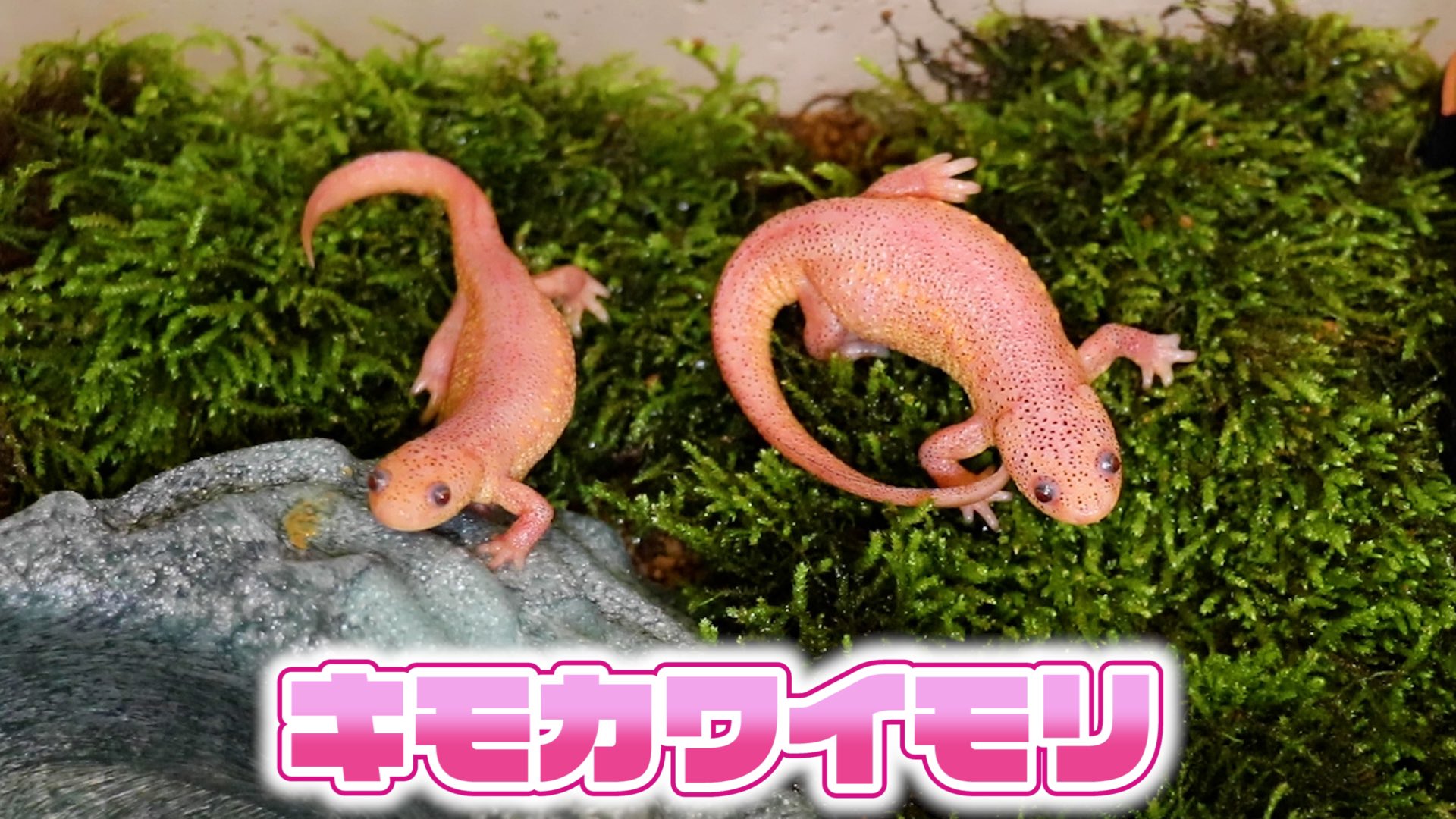 ふじぴこ Youtube更新 イベリアトゲイモリの飼育環境セッティング T Co Xhknkkdbaa なんだチミたちは T Co Xgucspbupb Twitter