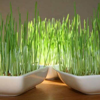 #Christmas in #Provence begins on 4 December when Sante Barbe grass is traditionally planted marvellous-provence.com/arts-and-tradi…