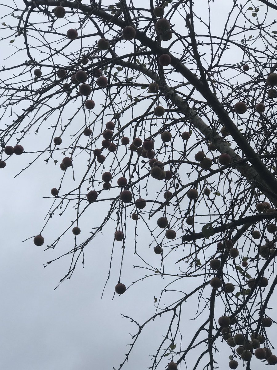 hayefarmcider's tweet photo. Cider orbs! https://t.co/WiCcR2qxmq