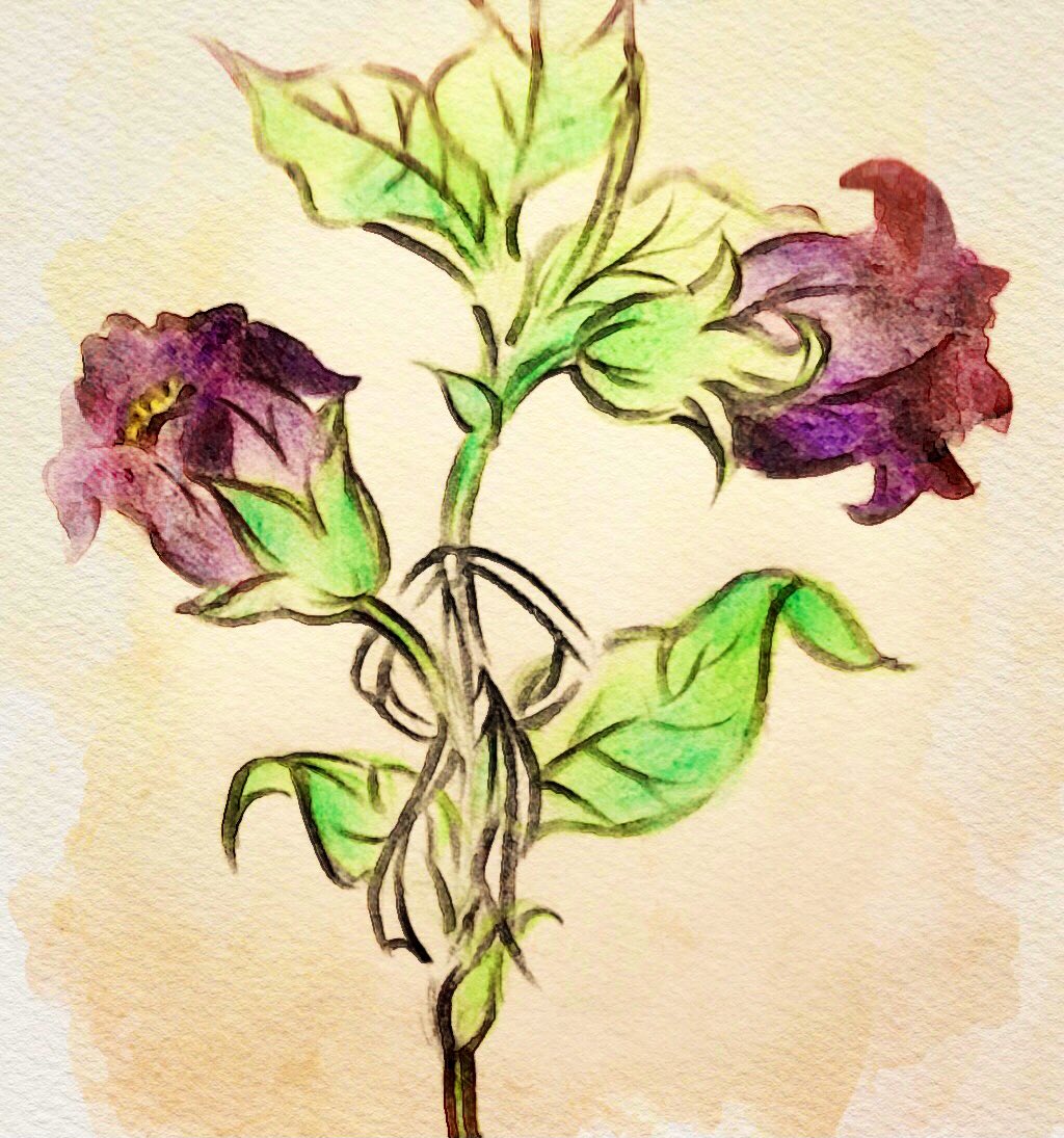 ﾟ まい まいんしゅたいんちゃん 本日12月3日の誕生花はベラドンナ 花言葉は 沈黙 ベラドンナ は日光に弱く猛毒を持つ花で 名称はイタリア語で 美しい女性 という意味があります 影を愛し毒を纏った美女 何だかドキドキしてしまいますね