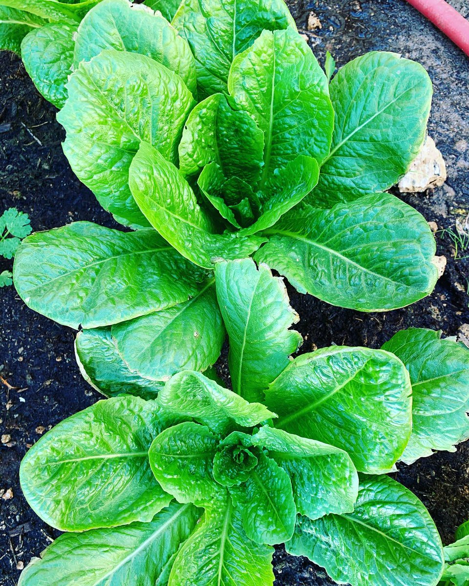 That #coolseason #lettuce bed showing off in the garden again... 🤩 📸:@theyeomangarden #saladfordays

🌱 Growing your own food isn't hard.
✍️ Become a member of the Seed Club!
🌿 urbanorganicgardener.cratejoy.com