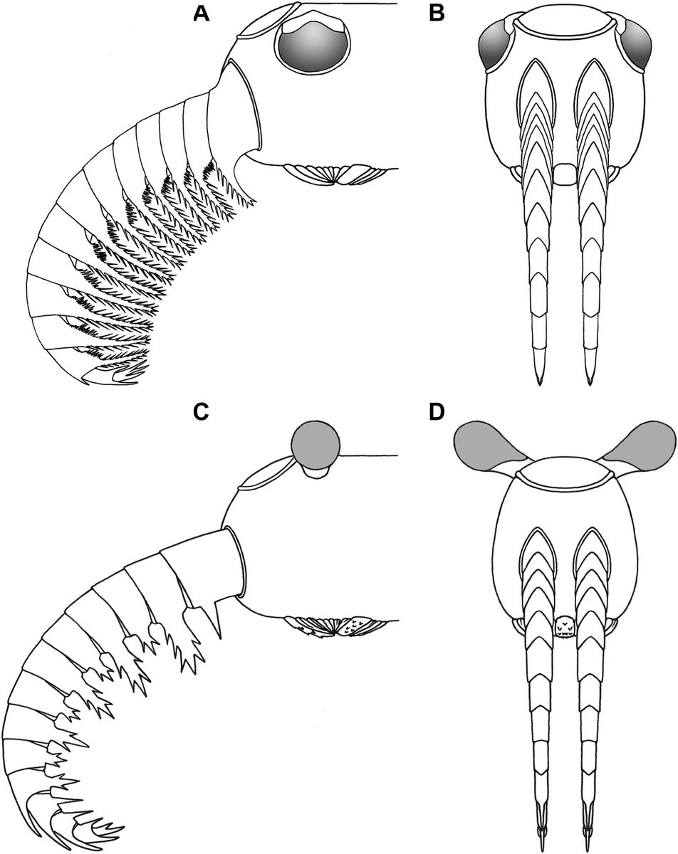 There's an excellent new paper out describing the eye structure of #fossil stem #arthropods - revealing a diverse set of visual ecologies among anomalocaridids. Also, isn't it high time that 'Anomalocaris' briggsi got a genus name of its own? advances.sciencemag.org/content/6/49/e…