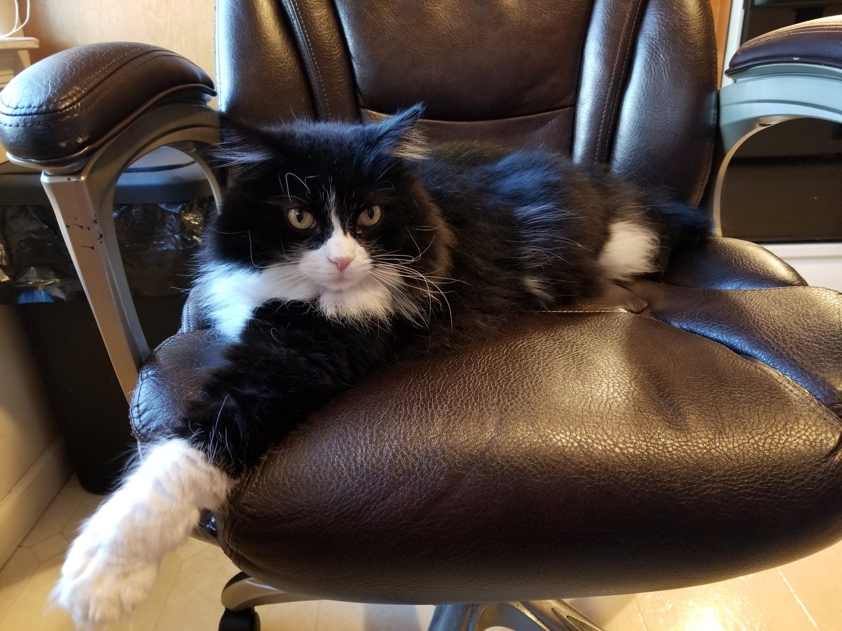 RuckusAmungus's tweet photo. 😹Hard at Work, Or Hardly Working! Have a Furrtastic #FluffyFursday Furends!😹🐾 #flooflylicious #DIVA 
#CatsOfTwitter #TheFurrRealStruggle #thursdayvibes #ThursdayMotivation #thursdaymood #thirstythursday #TuxiesRule #thursdaymorning https://t.co/UE65ZryLQZ