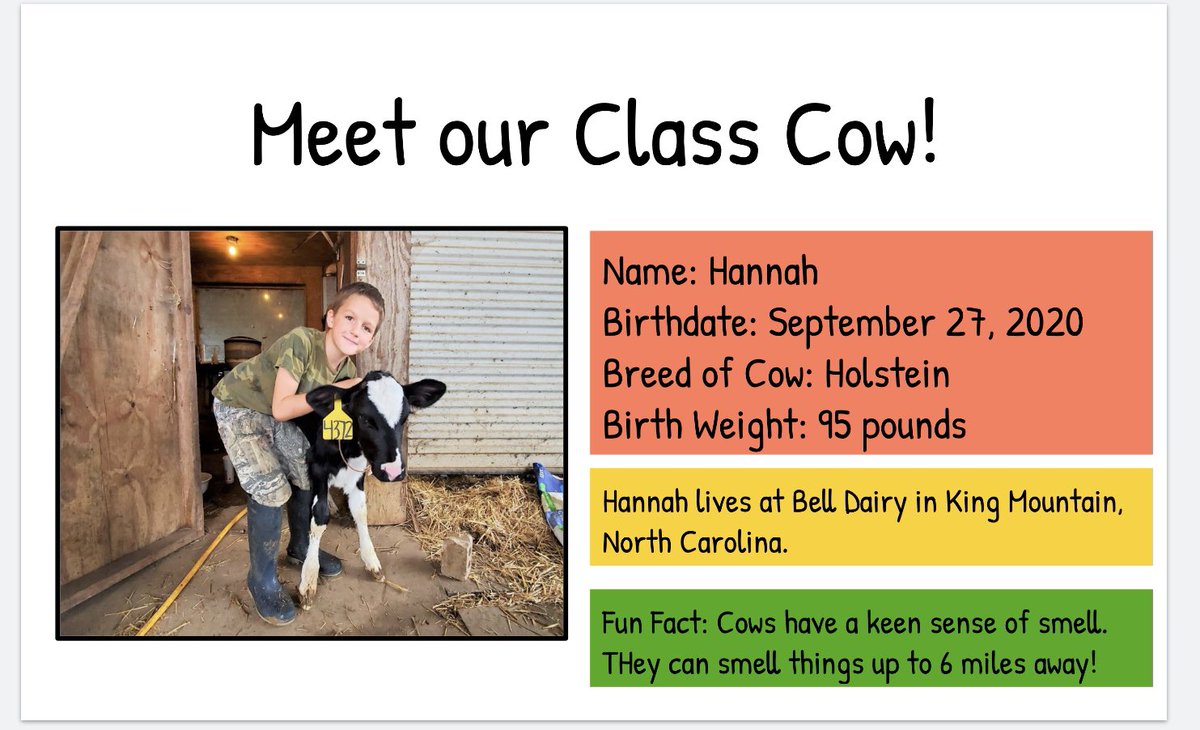 Meet our class cow, Hannah! <a href="/PowellesPLAY/">Powell Elementary</a> <a href="/discover_dairy/">Discover Dairy</a>