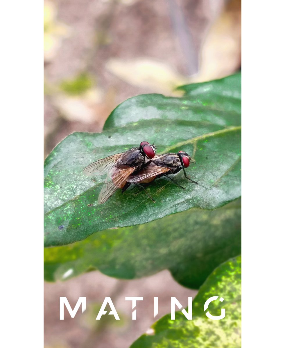 It is called Making Love❤️🐝🐝
(Shot on SAMSUNG C9PRO)
 #insects #instamacro #mating #fly #housefly #houseflymating #love #fly #leaf #naturephotofie #wildlifephotofie #wildlife #matting #macrophotos #macro_secrets #macroworld_tr #macrophotography #macro