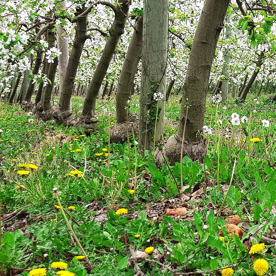 Pink Lady® tweet media