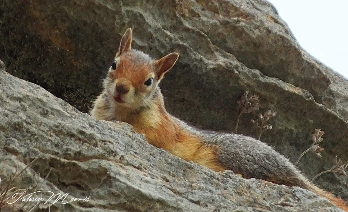 Diyarbekir, Eğil.
Dağ Sincabı. Lakabı (sarı pişo)