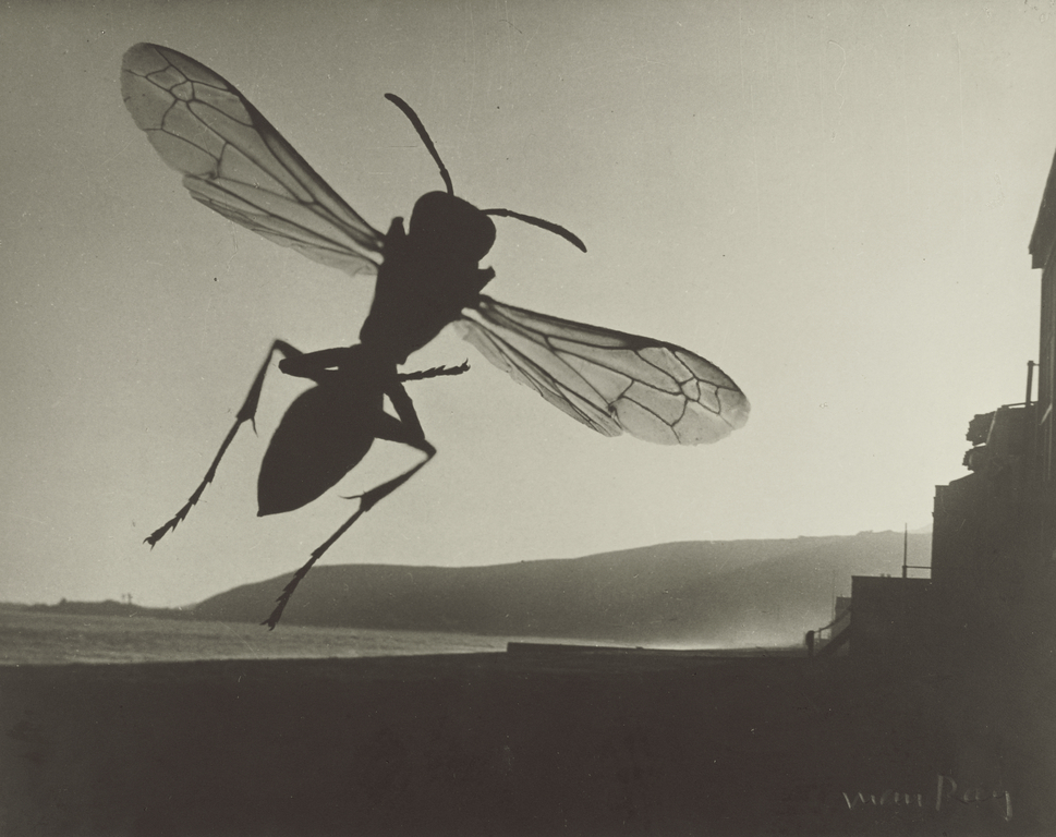 Man Ray, “Fly,” 1935–36 5/12
