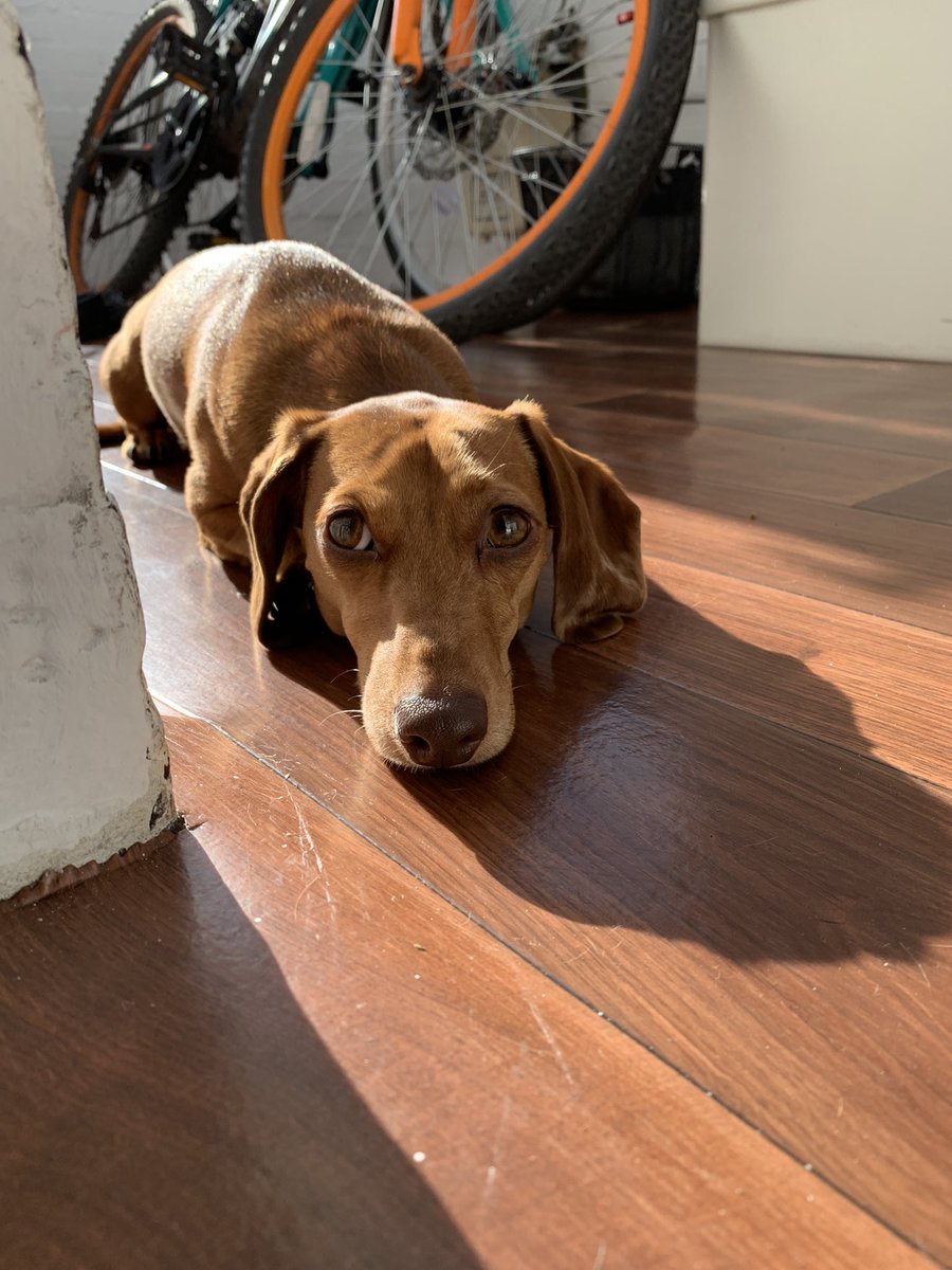 KezWizz's tweet photo. For anybody wondering my logo is a Dachshund.... 😂 https://t.co/VPpny3ep2J