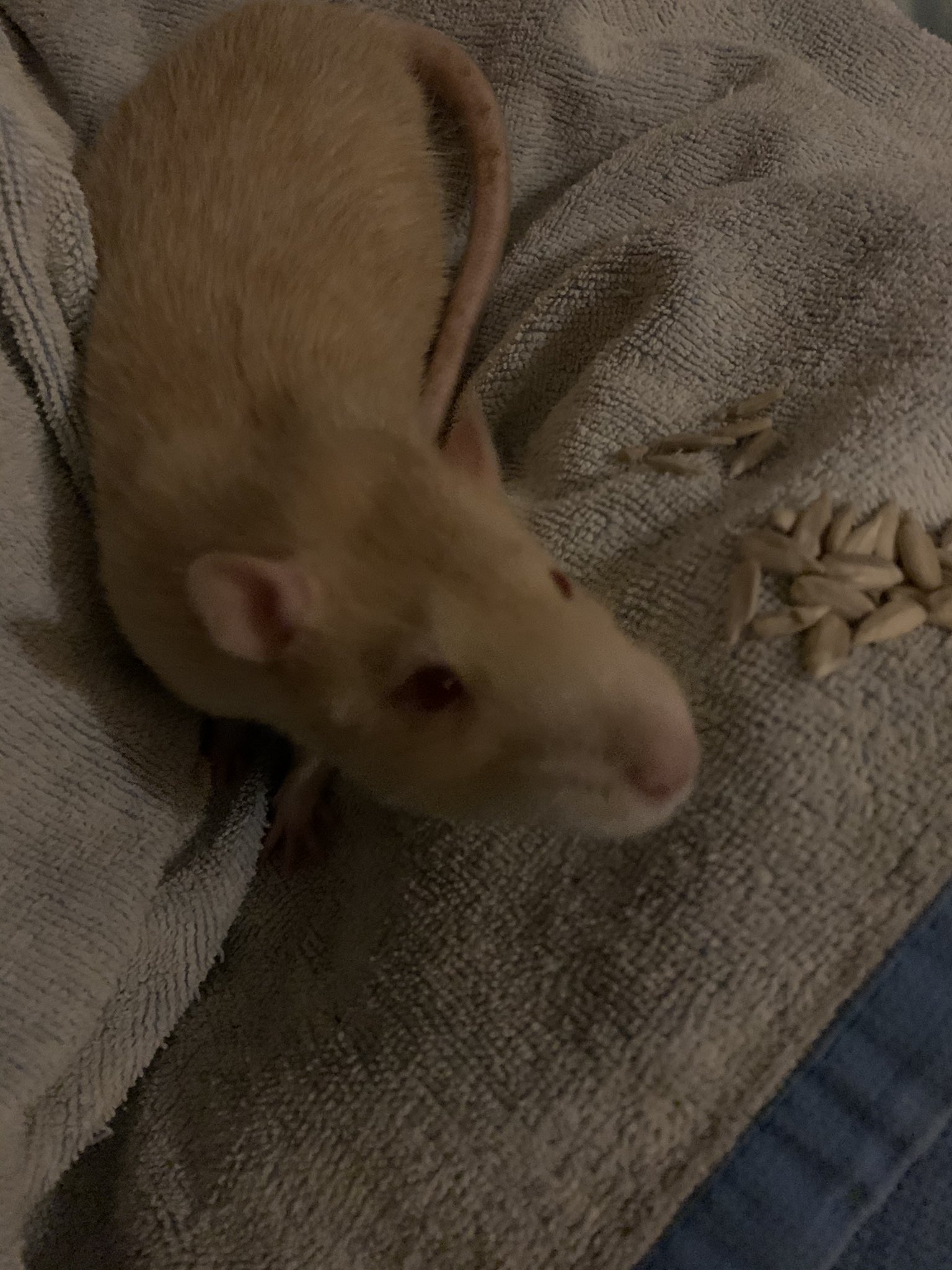 DobbelA on "“Jeg har købt en rotte. Han er rødhåret og hedder Breinholt. Det var ikke meningen jeg købe en rotte, men Kvickly havde tilbud 7 Havana Club