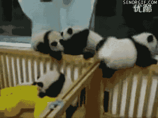 @AngelTemptsYou what about baby pandas tho https://t.co/zLI7LPTztE<a class="tags" href="/tag/angeltemptsyou">@angeltemptsyou</a><a href="/tag/wheresmike"class="tags"><span>#wheresmike</span></a>