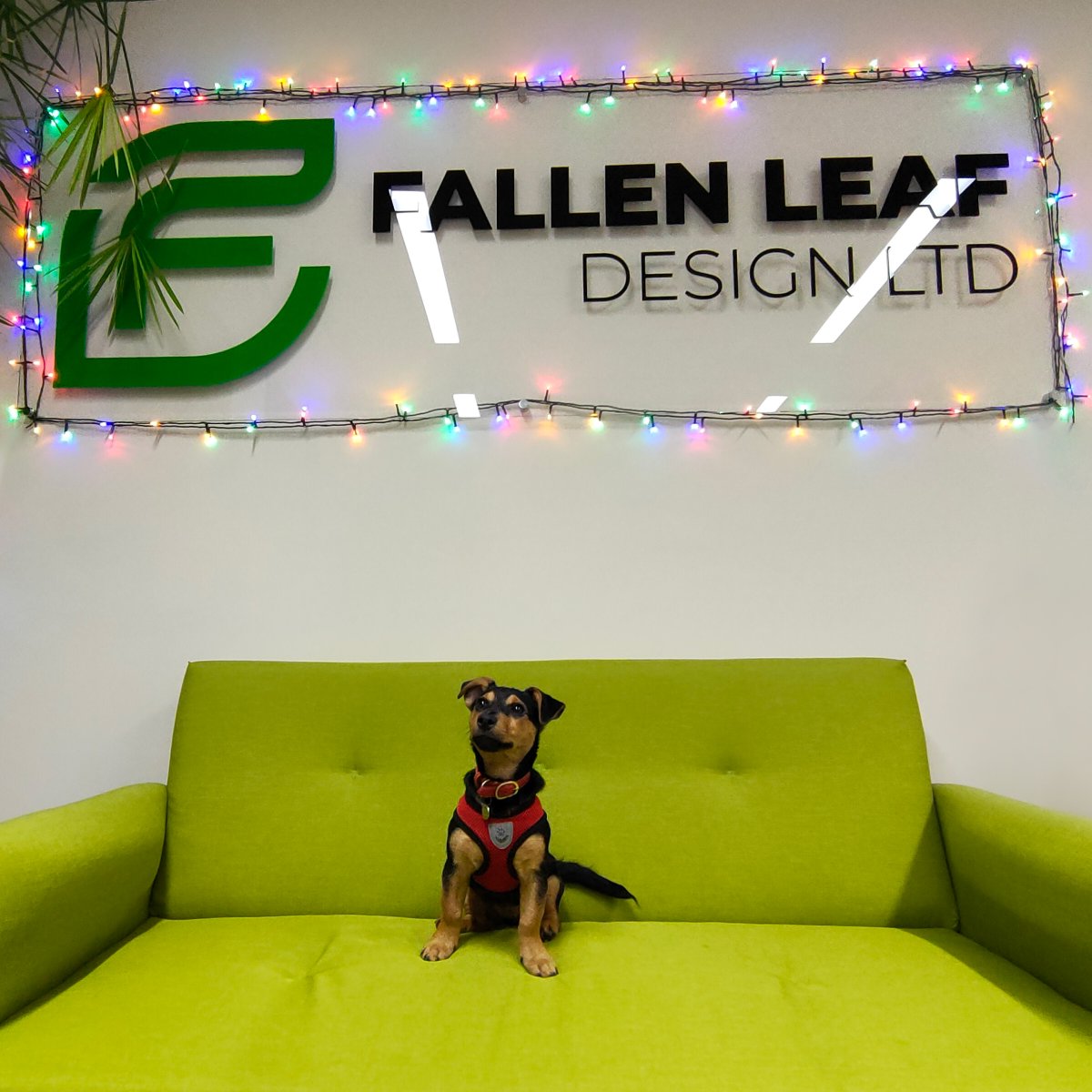 Fallen_Leaf_'s tweet photo. It's beginning to look a lot like Christmas π
Whilst the team are working hard to finish all of their jobs before #Christmas, #PipTheDog has been getting in the festive spirit and enjoying the lights!
#FallenLeafWebDesign #WebDevelopment #WebsiteDesign #Huddersfield https://t.co/Thl6fPETY2