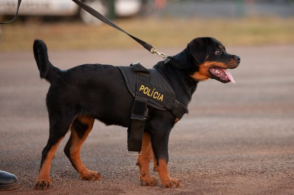 pmdfoficial's tweet photo. Sempre #atentos pra te guiar. Pode #confiar! ⚡️🐶
Tenham um bom dia e uma ótima quarta-feira.
#PMDF - muito mais que segurança.
Foto: Sgt Wander Vieira
#BPcaes #PoliciaMilitar #Police #Pets #amigofiel #naomaltrateosanimais #PoliciadeBrasilia #ServireProteger https://t.co/o8OIa1wdMk