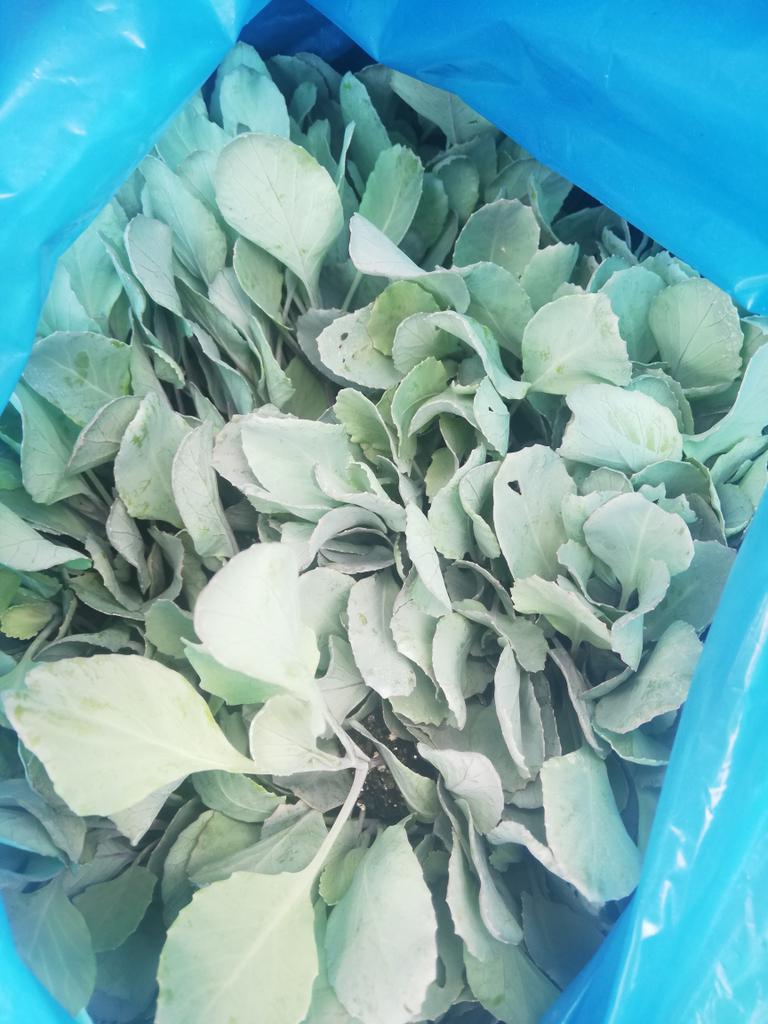 BenicaTheFarmer's tweet photo. Star 3316
90-110Days journey begins tomorrow
3K
#Farming
#Agriculture
#BenicaFarm
#CabbageGrower https://t.co/joOQO3Ct2i