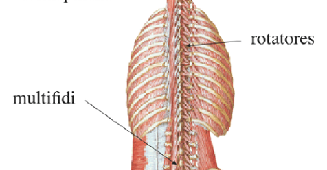 howtorelief's tweet photo. The #muscles of the back are categorized into three groups. The #intrinsic or deep muscles are those muscles that fuse with the #vertebral_column.
#Interspinales #Intertranversari #Levatores_costarum #erector_spinae #transversospinales #back_muscles
https://t.co/CYL5o6GKXP https://t.co/hVPtzdSCOY