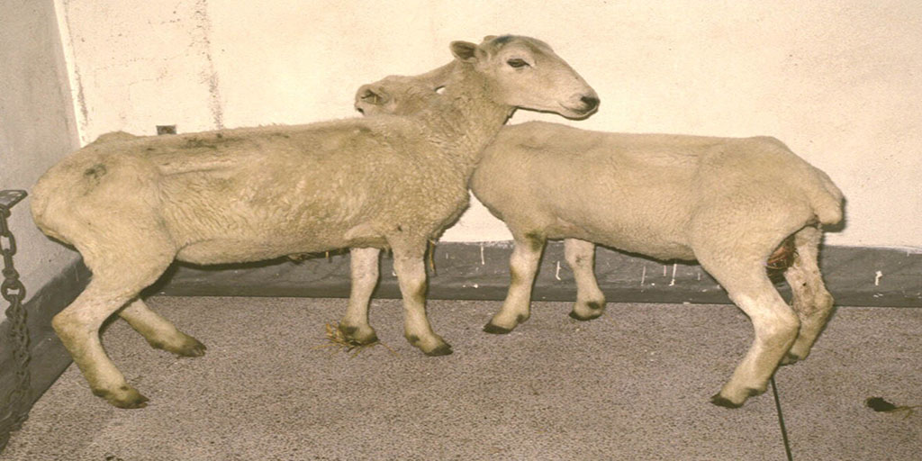 APHAgovuk's tweet image. We are offering 3 FREE post mortems on thin #Ewes until end Dec 2020. #SheepFarmers if you would like to know the cause of poor condition in your ewes speak to your vet &amp;amp; vets contact us at your local APHA lab.  apha.defra.gov.uk/vet-gateway/su… #Sheep365 @natsheep @SheepVetsoc #SheepVets