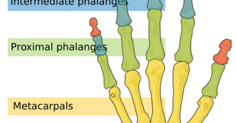howtorelief's tweet photo. The three #phalanges articulate with one another through #interphalangeal articulations.
#phalanges_bones #Phalanges_Bones_Anatomy #Anatomy #long_bones #condyles #epiphysis #Metacarpophalangeal #metatarsophalangeal #interphalangeal
https://t.co/f9nz2Uxdkk https://t.co/gLNZioYWvb