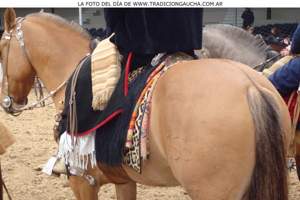 tradiciongaucha's tweet photo. 📸 #FotoDelDia #Matras #Carona #Lomillo #Tradición https://t.co/EfpaMacRwh