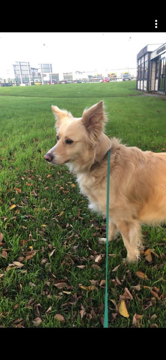 PetsonBoardIRL's tweet photo. Einstein arrived into Dublin yesterday from Peru. A gentle soul is Einstein with a very positive attitude considering the long journey. Needless to say he took it all in his stride. #internationalpettransport #KLM #petsonboardirl https://t.co/mk3CliKHib