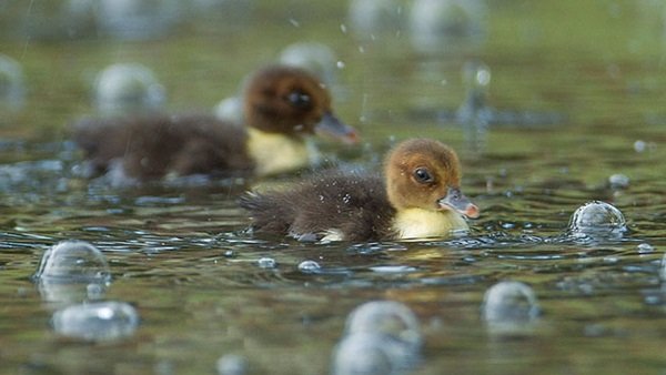 Bucks_Highways's tweet image. What a soggy day in #Bucks but we'll be #gritting from 4am across the county!

Don't forget your umbrella and wellies for that daily walk... and if you fancy doing the dance routine from 'singing in the rain' you'll make our day!

#SaltyRoads #DuckWeather #LifesAMusical