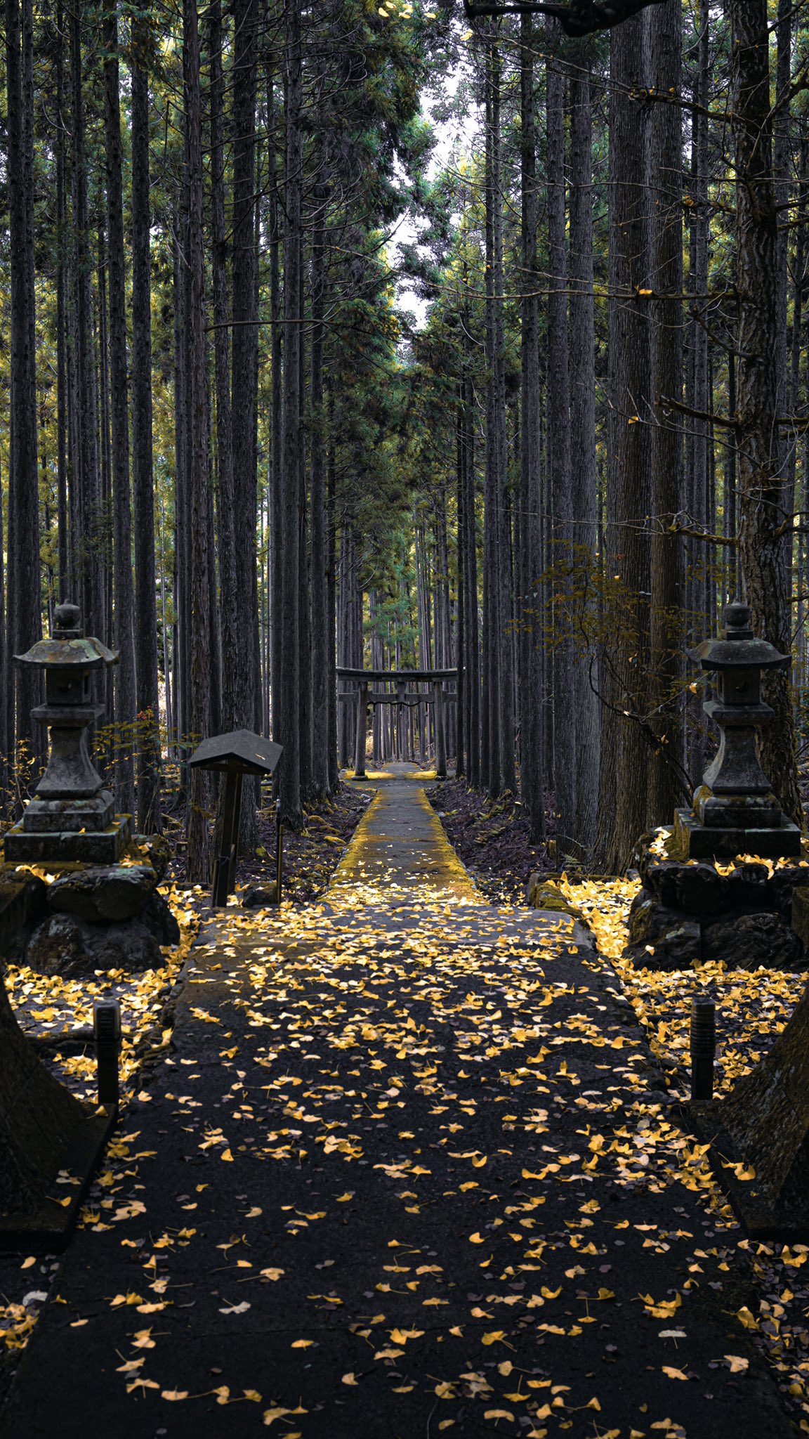 Hisa スマホの待ち受けにどうぞ T Co Q25ksuhgjf Twitter