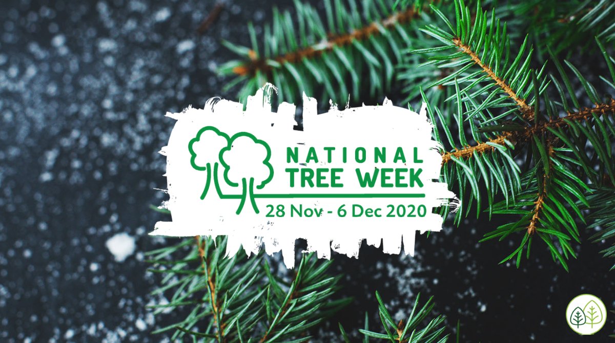 MyForestEarth's tweet photo. National Tree Week is the largest UK tree celebration!

They are running a number of online events to carry on the celebration and stay #TreelyConnected, visit Tree Council's website for the free events here: https://t.co/SkZZKtSJLq 

#NationalTreeWeek #TreeWeek2020 #MyForest https://t.co/Qi3OPHeERJ