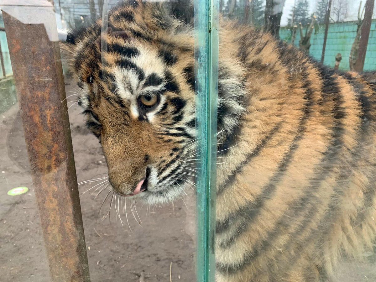 Tiger cubs used a photo props in Lithuania’s zoos.

Wild animals are not entertainers and are not photo props. And wild animals don’t belong in zoos. 

Please take action here: changeforanimals.org/lithuania-zoo-…
.
.
#Lithunaniawithoutzoos #LithuaniaBeZOO