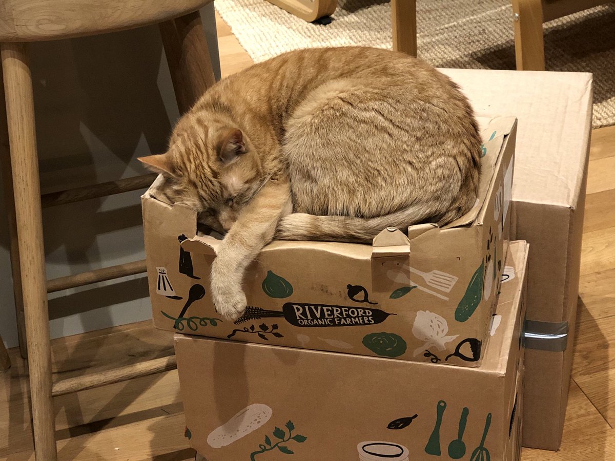 . ⁦<a href="/Riverford/">Riverford</a>⁩  .... I struggle to return my boxes because they are Brodie’s absolute favourite place to sleep! That’s not any cat, that’s a Riverford organic cat!