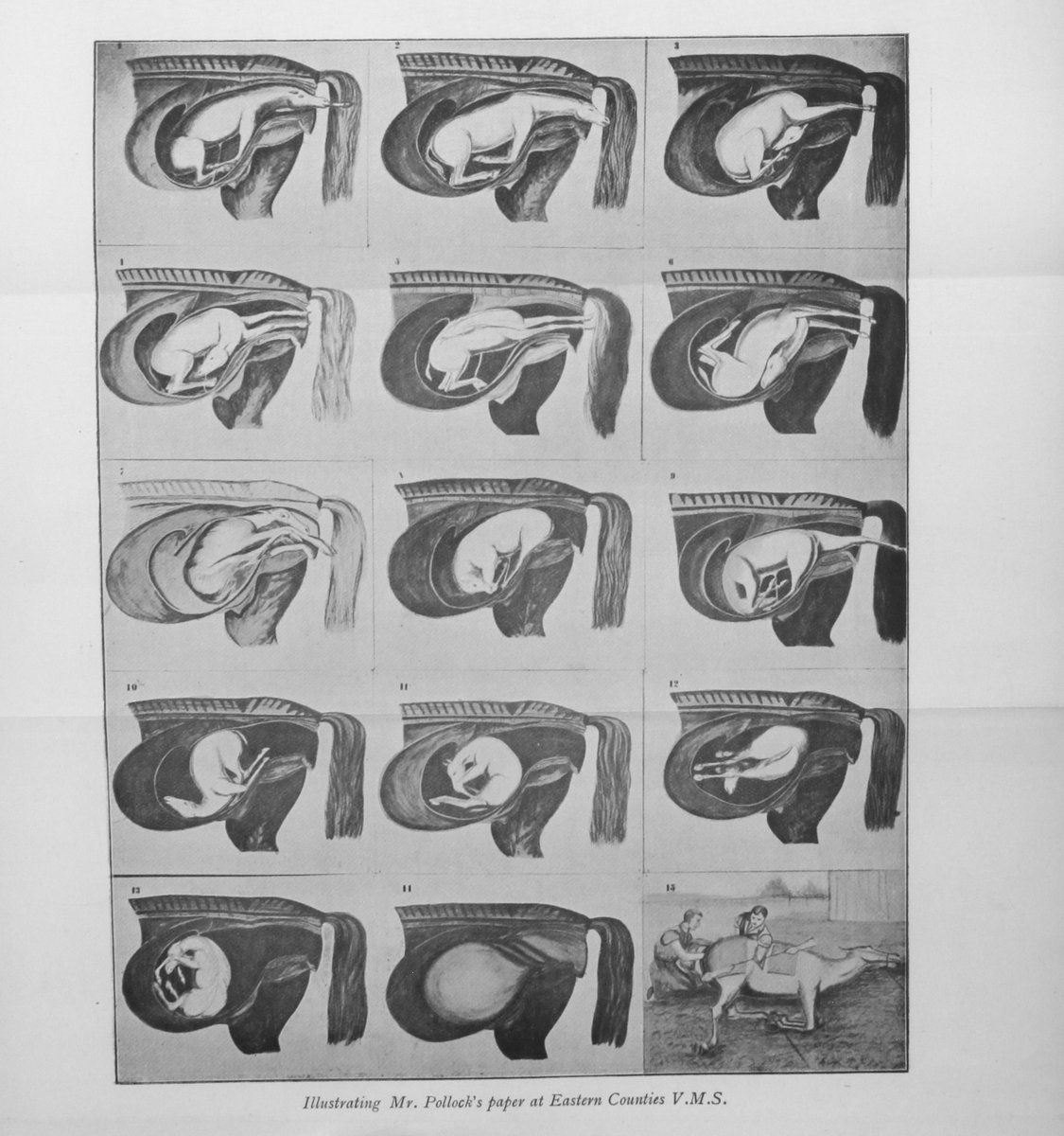 RCVSKnowledge's tweet image. A highlight in Vol 71 is the text of a lecture by Norwich vet J Pollock about obstetrical surgery, particularly useful instruments (like the 'obstetrical harpoon'!), and drawings of various foal foetal positions. 

Link: bit.ly/2HY1jQb #vethistory #vetarchives