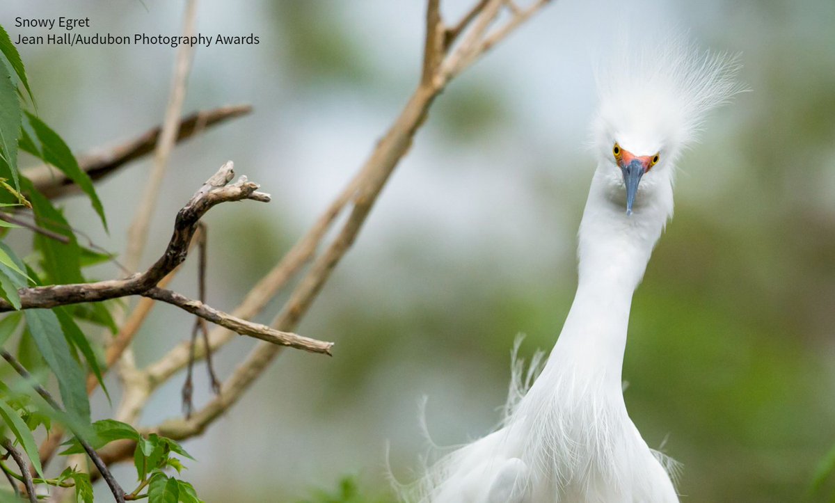A close-up of the facial expression of Snowy Egret, its neck and head leaning left slightly. Photo: Jean Hall/Audubon Photography Awards.

