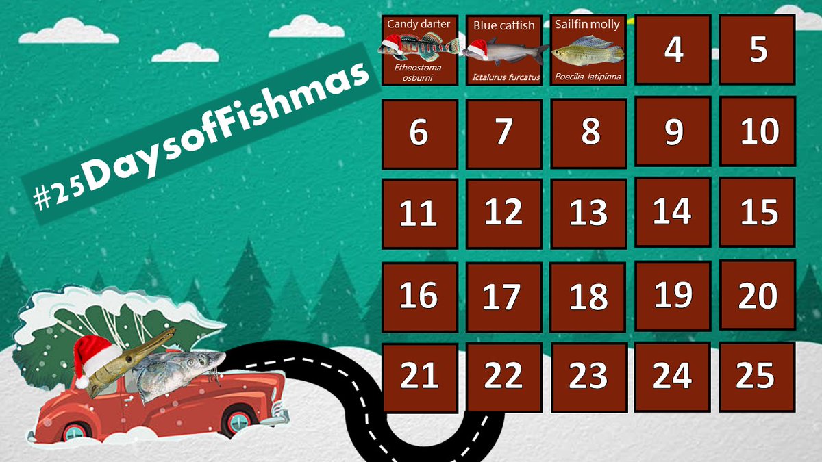 Sailing away to a subtropical holiday for Day 3 of  #25DaysofFishmas!  Meet the sailfin molly (Poecilia latipinna), a small but stylish inhabitant of ecosystems along the southeastern Atlantic and Gulf of Mexico coasts of North America