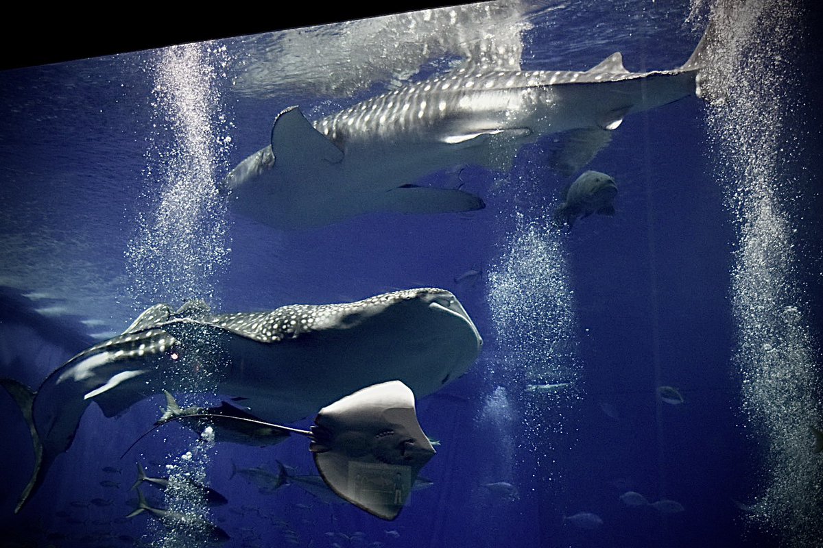 ジンベイザメ撮るの難しい😞😞
美ら海水族館綺麗すぎた👏👏👏