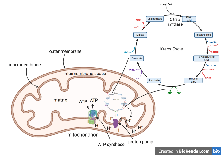 The cycle takes place in the matrix of the mitochondrion (pictured), where it feeds electrons into a string of complexes in the inner mitochondrial membrane known as an electron transport chain. (9/n)