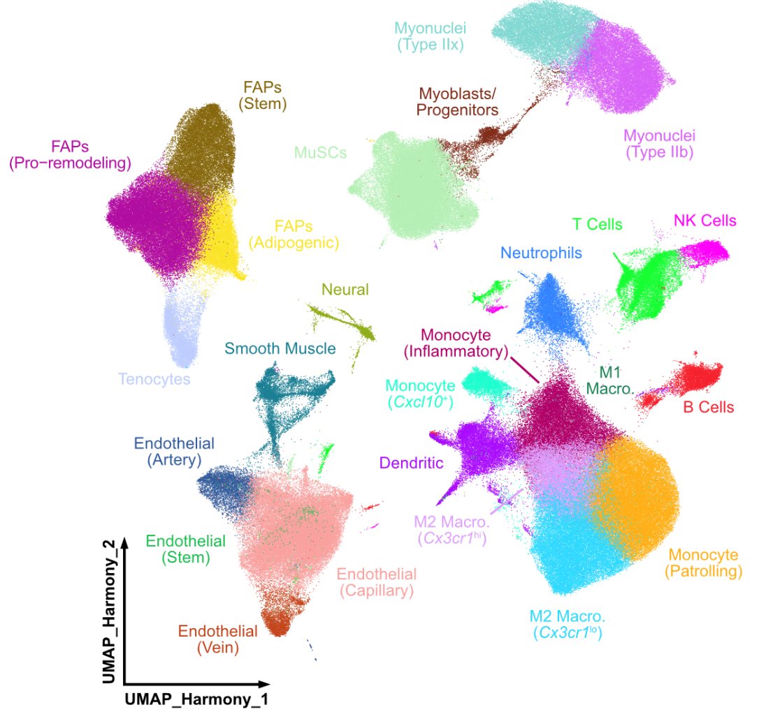 Excited to share our new preprint! We integrated 100+ single-cell/nucleus RNAseq datasets (23 new!) to explore rare cell states in myogenesis. ~350k cells/nuclei and the first spatial RNAseq data in regenerating muscle!  https://www.biorxiv.org/content/10.1101/2020.12.01.407460v1