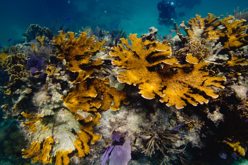 heatherspence's tweet photo. You've heard of the Great Barrier Reef. But do you know about the second biggest coral reef? The Mesoamerican Reef aka Great Mayan Reef is located off the east coasts of Mexico, Belize, Guatemala and Honduras. #coralsweek 📷: @TheStillsAgency https://t.co/YWyjWPjn4U