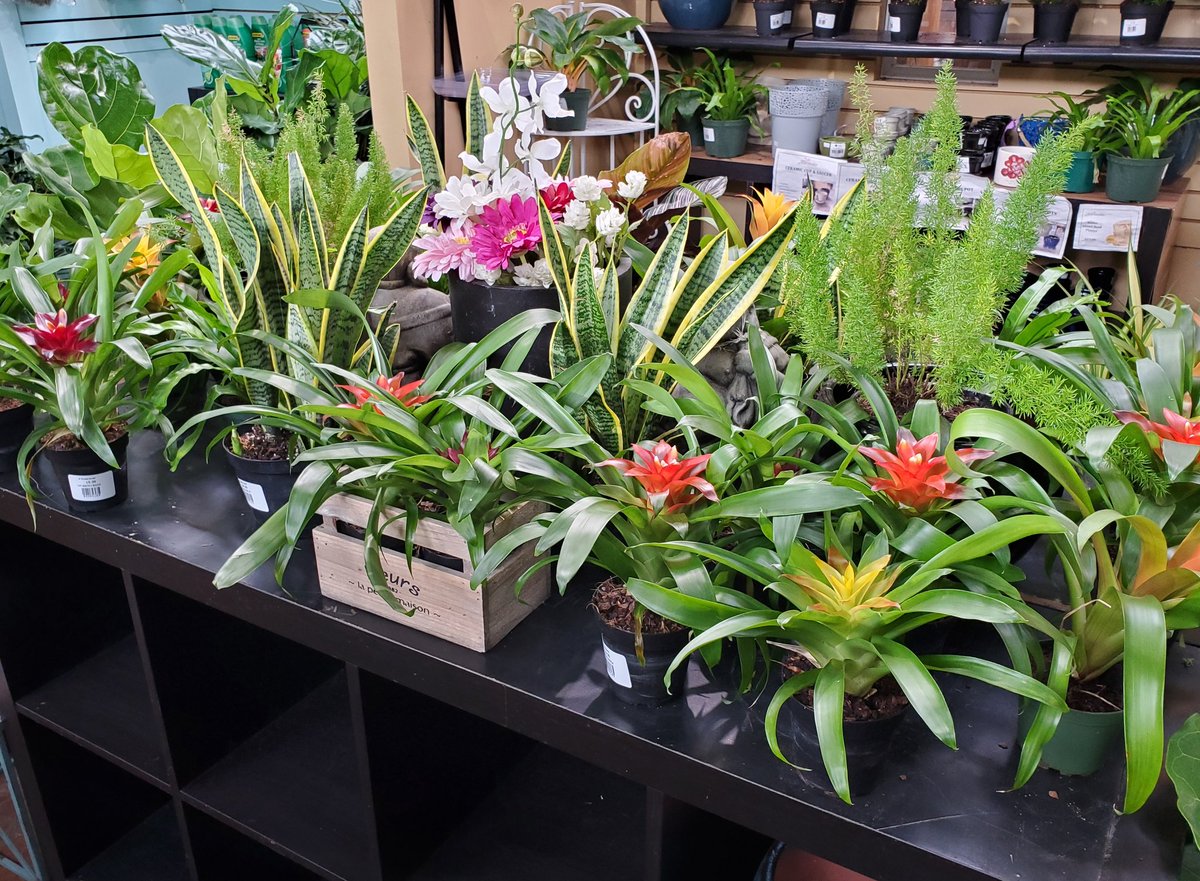 BlomidonNS's tweet photo. What can I do this weekend with rain and warm temperatures?
How about a local or online trip to https://t.co/WUZcique6D for some indoor colour?
#indoorplants #houseplants
#shoplocal #novascotia
#annapolisvalley #halifax
#blomidonnurseries
#yoursolutionprovider https://t.co/ouTztgOvDr