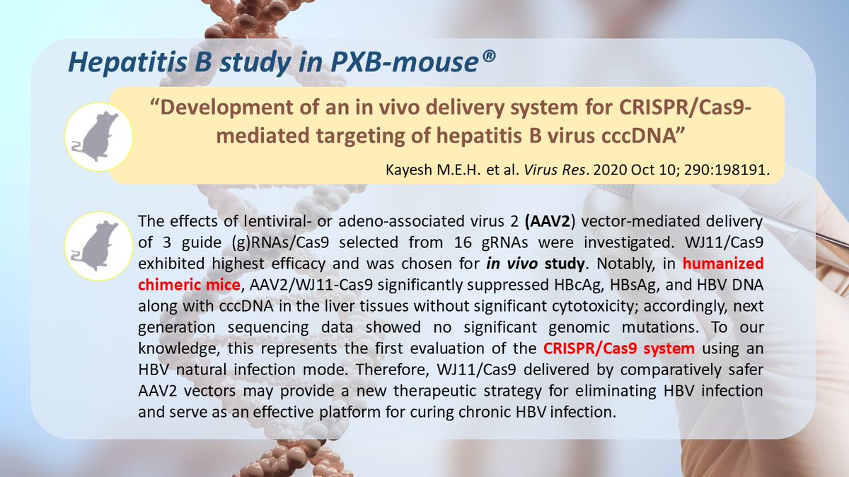 New paper: “Development of an in vivo delivery system for #CRISPR/Cas9-mediated targeting of hepatitis B virus cccDNA”. In PXB-mouse®, AAV2/WJ11-Cas9 significantly suppressed HBcAg, HBsAg, and #HBV DNA along with cccDNA in the liver tissues phoenixbio.co.jp/contact/englis…