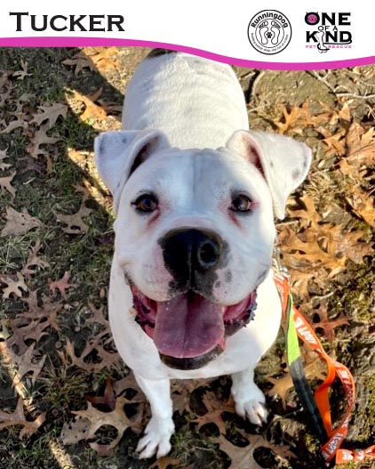 This lucky boy Tucker just loves his runs with  @RunningDog! If you're looking for a running partner please call the Adoption Center to get all the info on Tucker! 330-865-6200  #adoptdontshop #savehealadopt