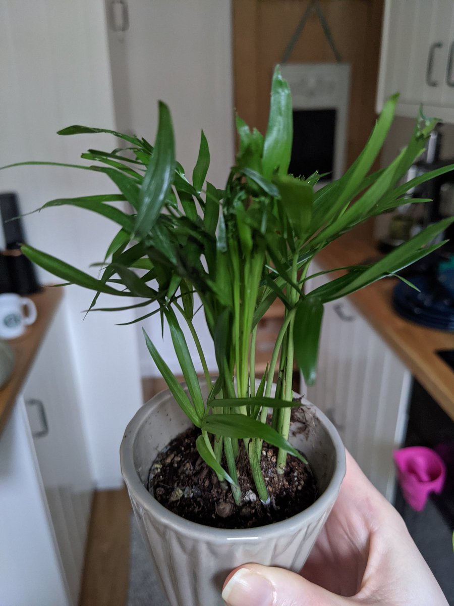 ScarVC's tweet image. Can anyone help identify this plant? It's from @marksandspencer and the label just says 'indoor plant' #Plant I particularly want to know if it's safe for my #cat #identify #plants #flora #green #indoorplants