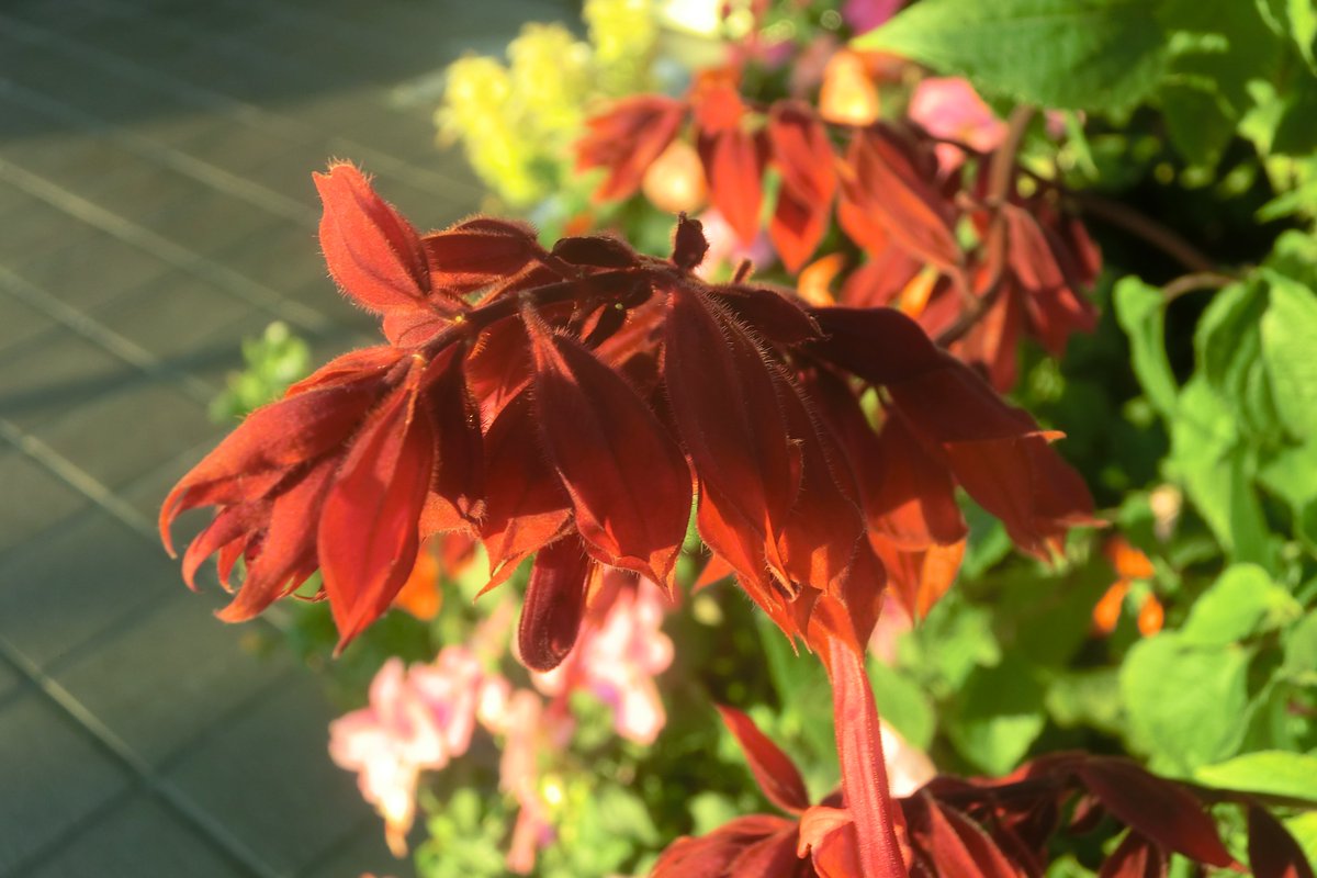 のがみ ゆうじ 一般的な赤いサルビアは明るい緋色だがこれはやや暗赤色のサルビアの花 サルビア のがみ ゆうじ 一般的な赤いサルビアは明るい緋色だがこれはやや暗赤色のサルビアの花 サルビア